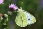 Kleiner Kohlwei&szlig;ling (Pieris rapae) - Unterseite
