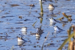 Moorfrosch (Rana arvalis) Himmelblaue M&auml;nnchen zur Paarungszeit