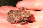 Erdkr&ouml;te (Bufo bufo)
