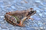 Grasfrosch (Rana temporaria)