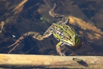Teichfrosch (Pelophylax "esculentus")