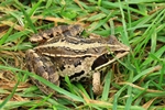 Moorfrosch (Rana arvalis)