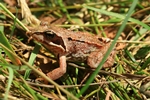 Grasfrosch (Rana temporaria)