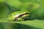 Europ&auml;ischer Laubfrosch (Hyla arborea)