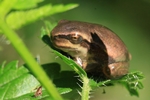 Europ&auml;ischer Laubfrosch (Hyla arborea) Seltene braune Farbvariante