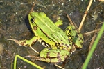 Teichfrosch (Pelophylax "esculentus")
