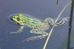 Teichfrosch (Pelophylax "esculentus")