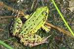 Teichfrosch (Pelophylax "esculentus")