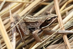 Moorfrosch (Rana arvalis)