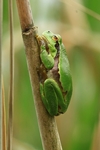 Europ&auml;ischer Laubfrosch (Hyla arborea)