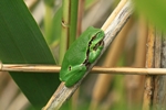 Europ&auml;ischer Laubfrosch (Hyla arborea)