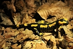 Feuersalamander (Salamandra salamandra)