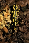Feuersalamander (Salamandra salamandra)