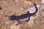 Bergmolch (Ichthyosaura alpestris) Jungtier