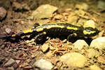 Feuersalamander (Salamandra salamandra)