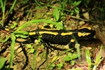Feuersalamander (Salamandra salamandra)