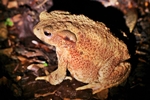 Erdkr&ouml;te (Bufo bufo)