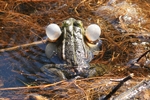 Teichfrosch (Pelophylax "esculentus")