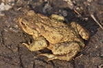Erdkr&ouml;te (Bufo bufo)