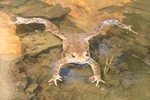 Erdkr&ouml;te (Bufo bufo)