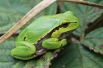 Europ&auml;ischer Laubfrosch (Hyla arborea)