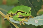 Europ&auml;ischer Laubfrosch (Hyla arborea)