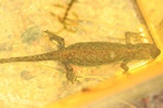 Bergmolch (Ichthyosaura alpestris) Weibchen