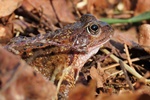 Grasfrosch (Rana temporaria)