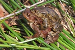 Erdkr&ouml;ten (Bufo bufo)