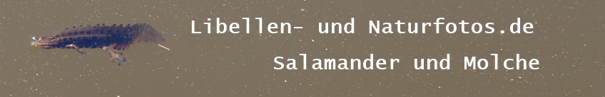 Libellen- und Naturfotos.de