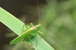 Gr&uuml;nes Heupferd (Tettigonia viridissima)