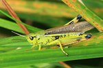 Sumpfschrecke (Stethophyma grossum)