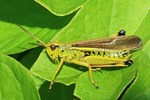 Sumpfschrecke (Stethophyma grossum)