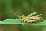 Gemeiner Grash&uuml;pfer (Pseudochorthippus parallelus)