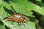 Roesels Bei&szlig;schrecke (Roeseliana roeselii) Weibchen