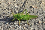 Gr&uuml;nes Heupferd (Tettigonia viridissima) Weibchen