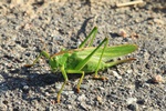 Gr&uuml;nes Heupferd (Tettigonia viridissima) Weibchen