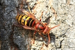 Hornisse (Vespa cabro)