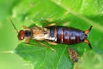 Gemeiner Ohrwurm (Forficula auricularia)
