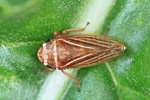 Wiesenerdzikade (Aphrodes makarovi) - M&auml;nnchen