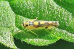 Bunte Kartoffelblattzikade (Eupteryx atropunctata)