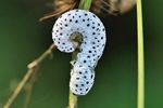 Braunwurz-Blattwespe (Tenthredo scrophulariae) - Larve