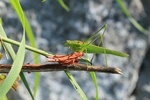 Gemeine Sichelschrecke (Phaneroptera falcata)