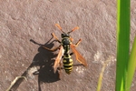 Zierliche Feldwespe (Polistes bischoffi)