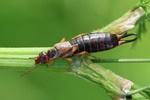 Gemeiner Ohrwurm (Forficula auricularia)