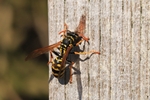 Haus-Feldwespe (Polistes dominula)