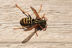 Haus-Feldwespe (Polistes dominula)
