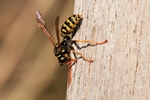 Haus-Feldwespe (Polistes dominula)