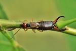 Gemeiner Ohrwurm (Forficula auricularia)