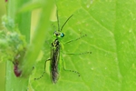 Gr&uuml;ne Blattwespe (Rhogogaster cf. viridis)